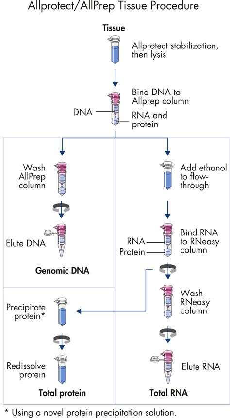 allprep dna rna mini kit.